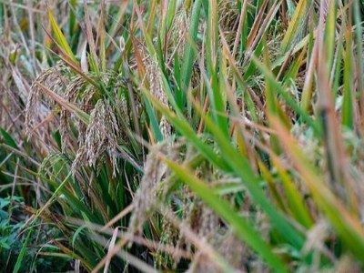 好消息！袁隆平團隊實現稻田1500公斤目標，大米釀酒板式換熱器注意啥