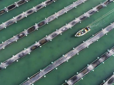 山東省榮成市天海灣海洋牧場捕撈海參（無人機照片）